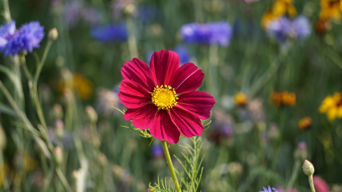 Wildblumenwiese