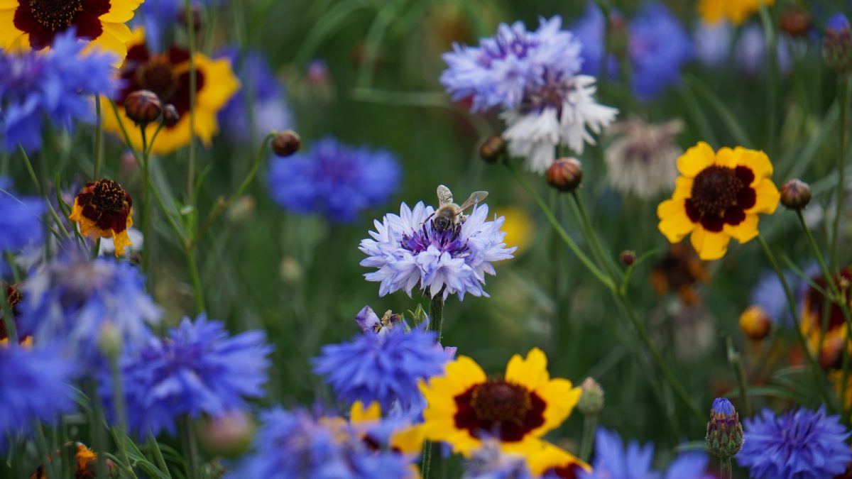 Wildblumenwiese - Kornblume mit Biene