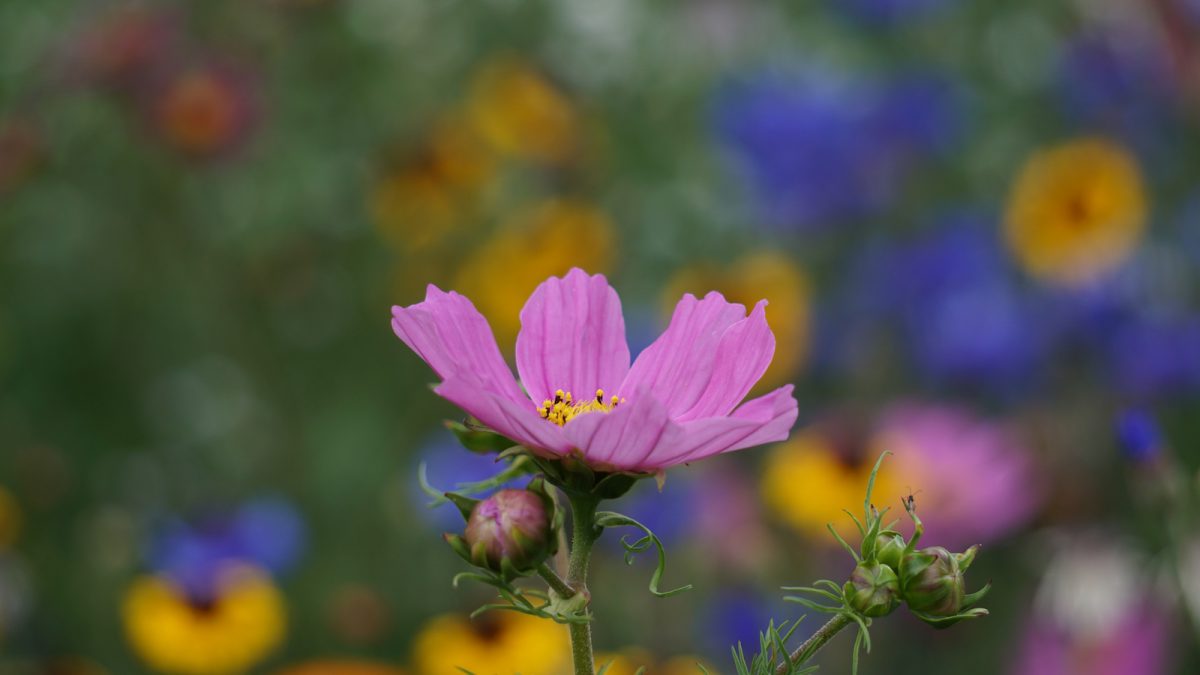 Wildblumenwiese - Anemone