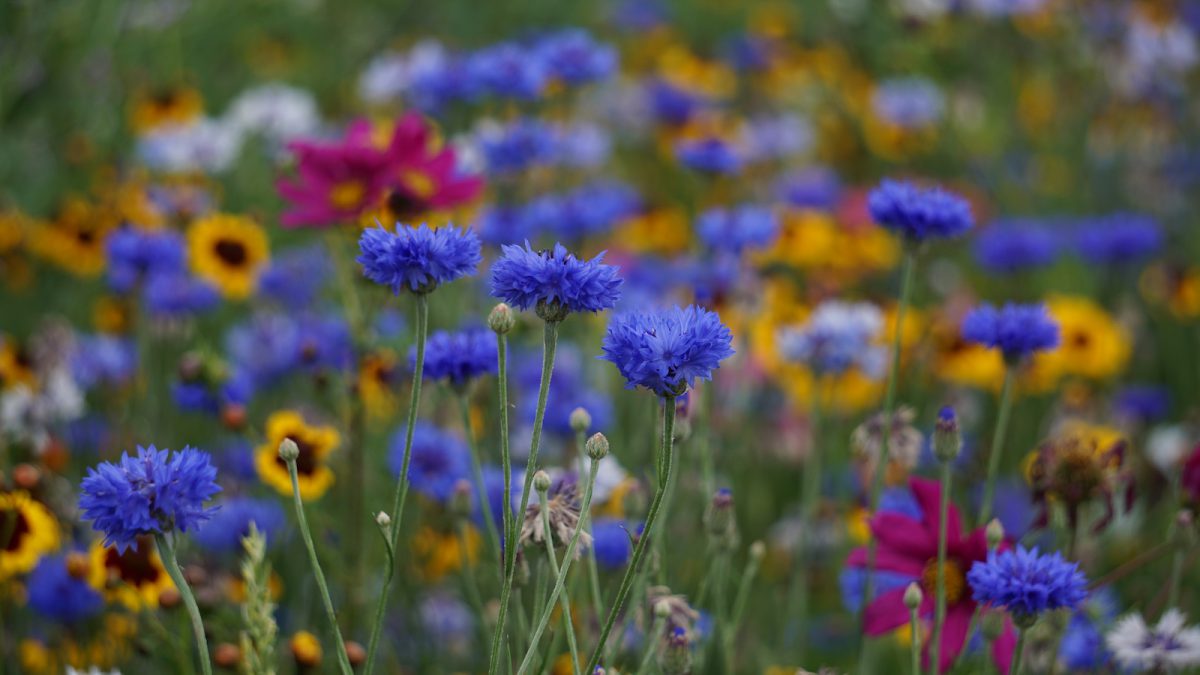 Wildblumenwiese - Kornblume