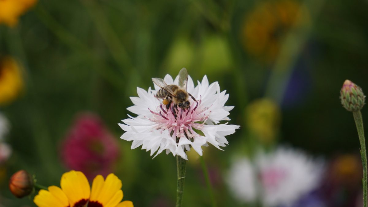 Wildblumenwiese - Kornblume mit Biene