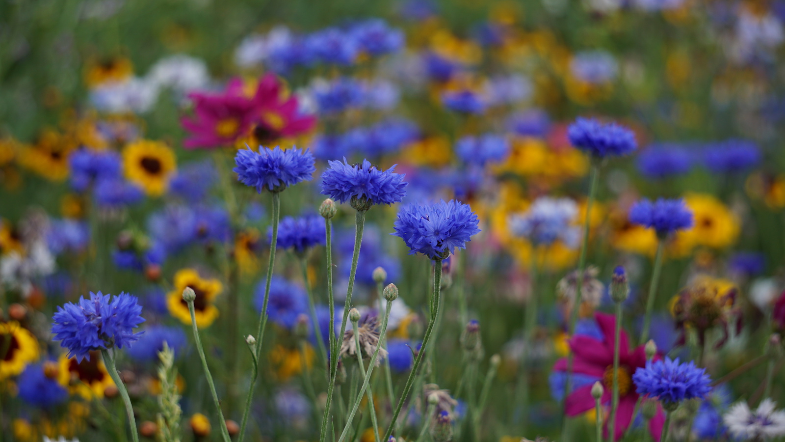 Wildblumenwiese in voller Pracht