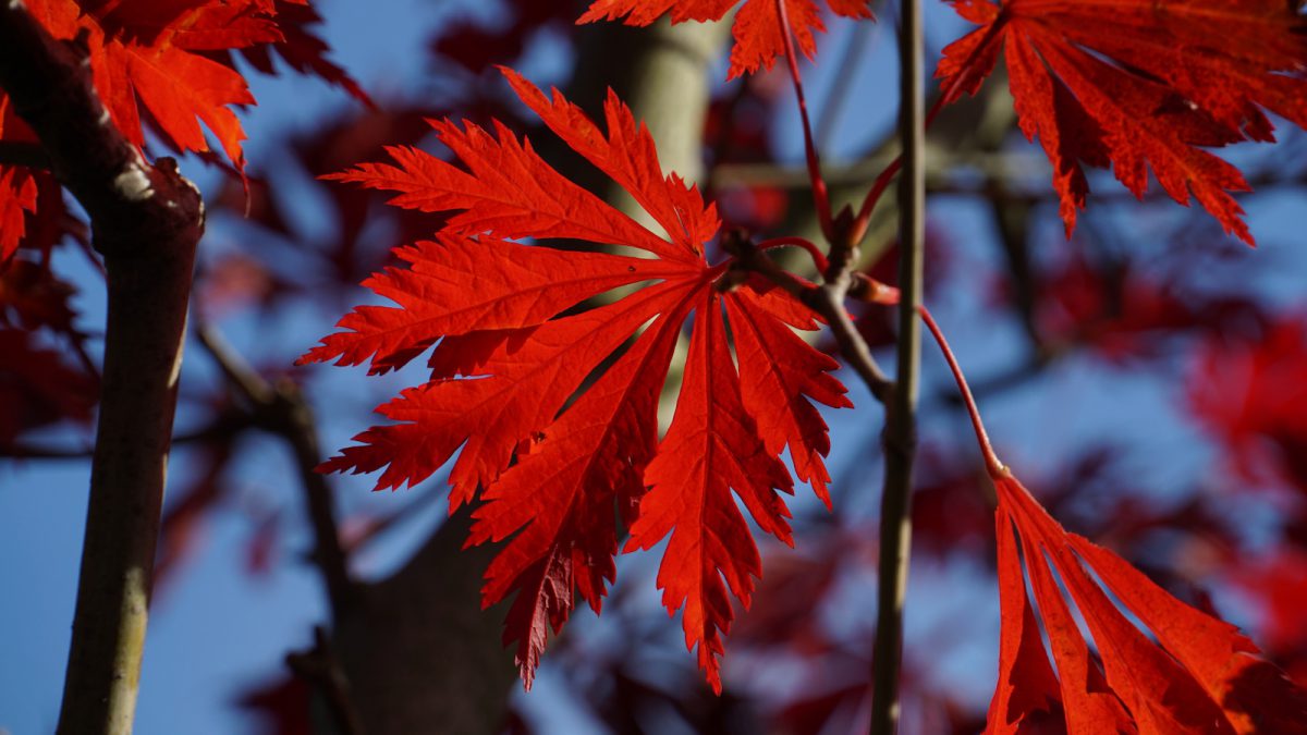 Ahorn im Herbst