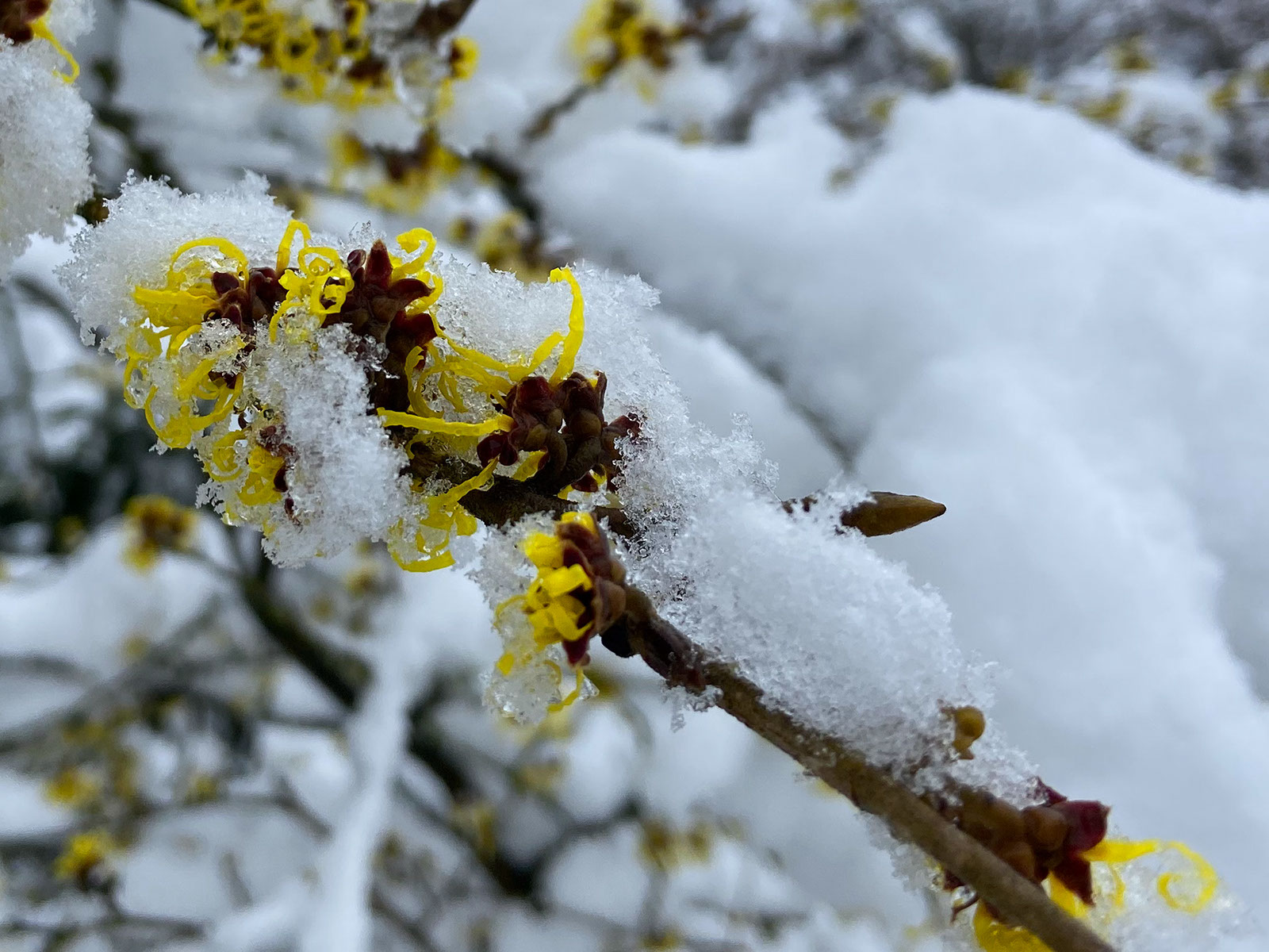 Ein Winter mit Schnee in Radevormwald