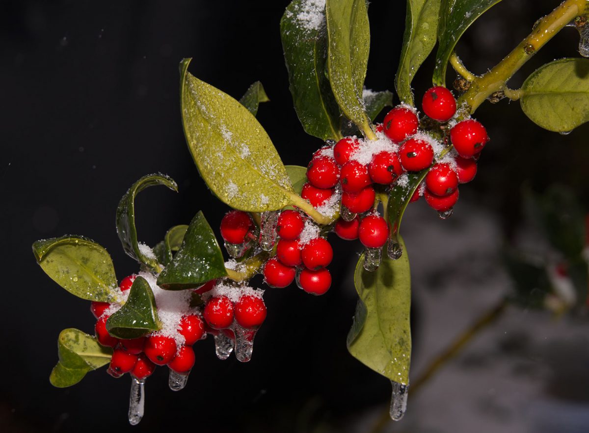 Ilex mit Eis und Schnee