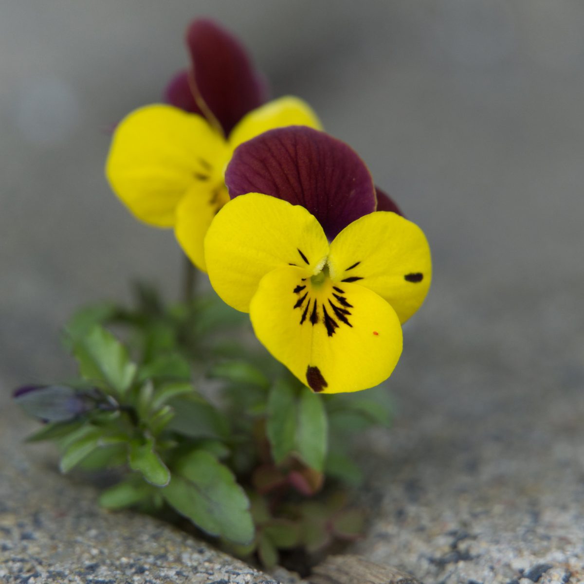 ein bisschen Farbe im Garten