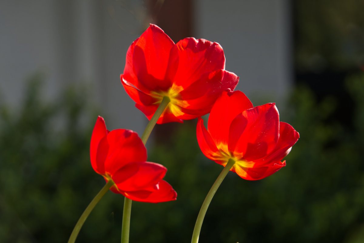 ein bisschen Farbe im Garten