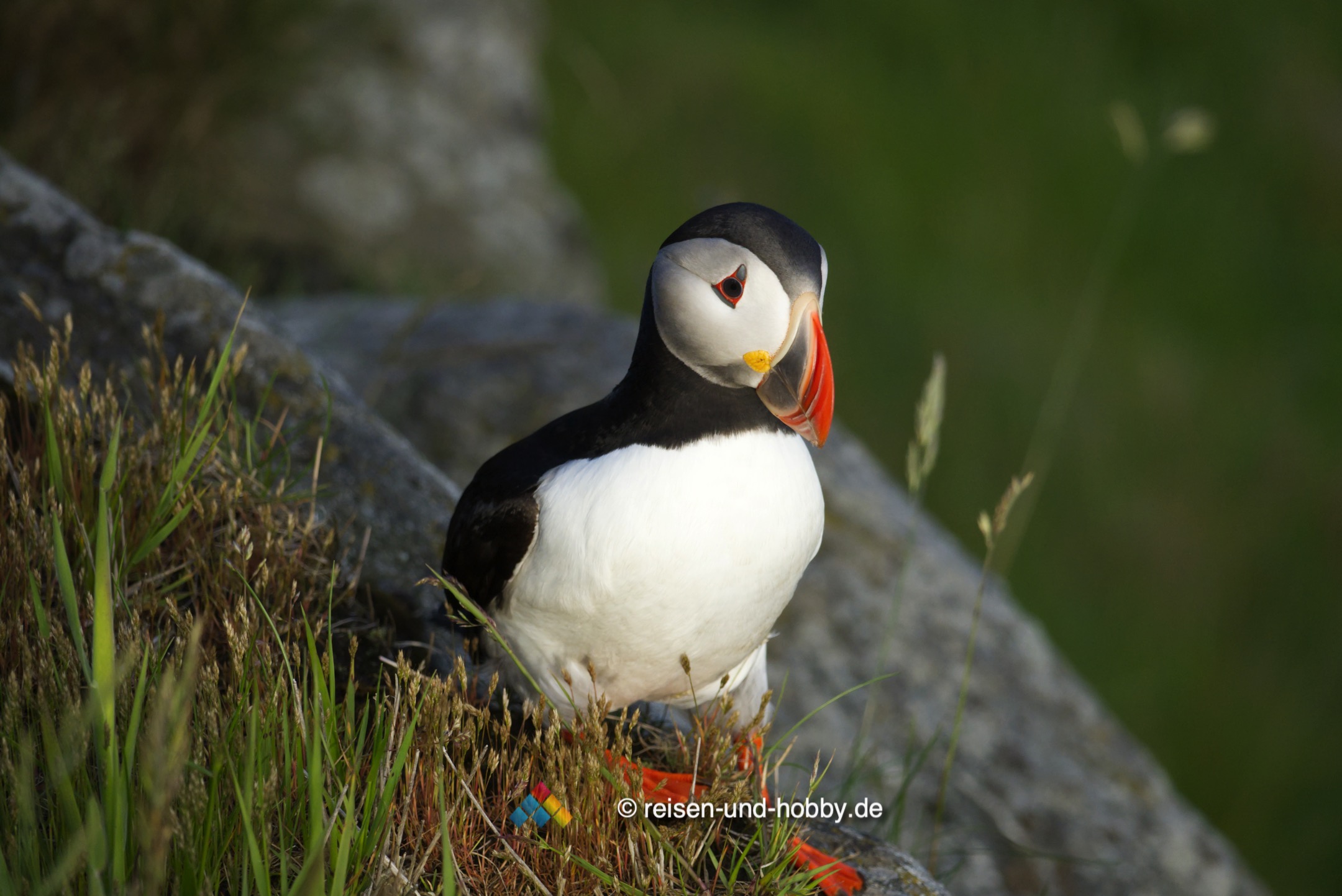 Papageitaucher auf der Vogelinsel Runde in Norwegen