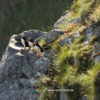 Papageitaucher auf der Vogelinsel Runde in Norwegen