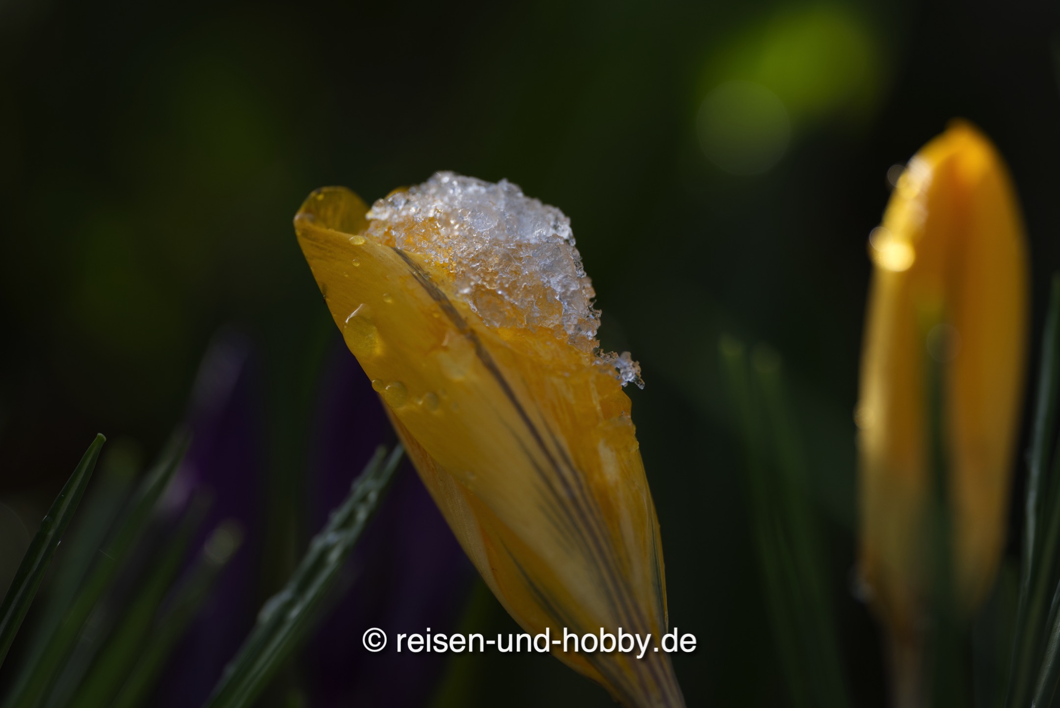 Der letzte Schnee