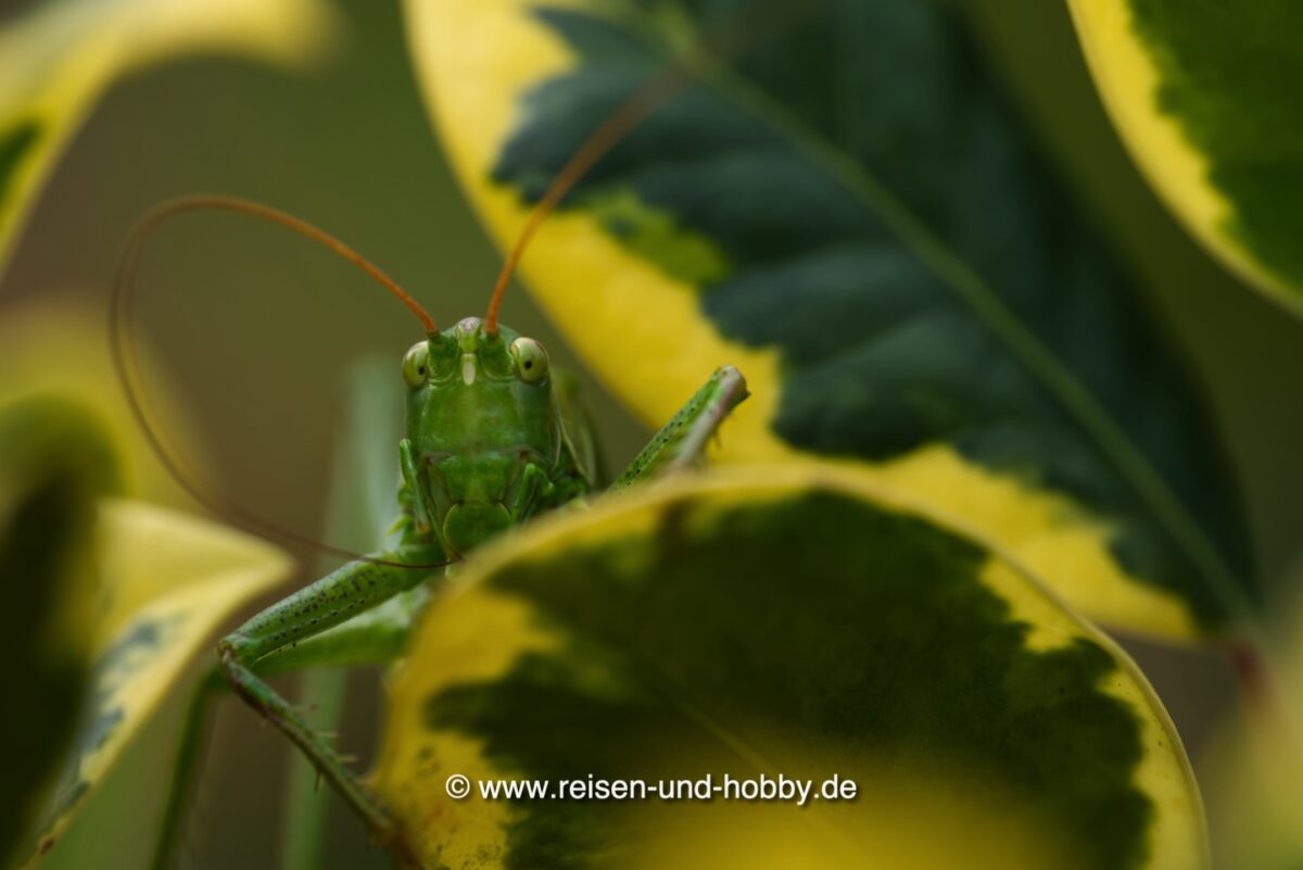 Heuschrecke im Garten reisenundhobby