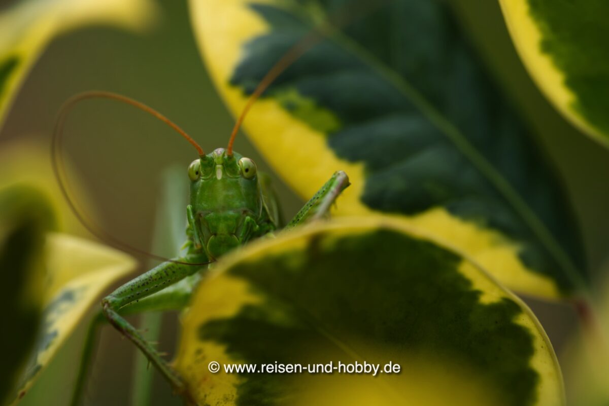 Heuschrecke im Garten